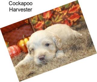 Cockapoo Harvester