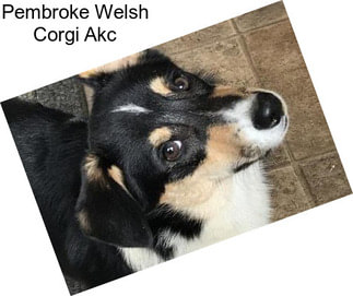 Pembroke Welsh Corgi Akc