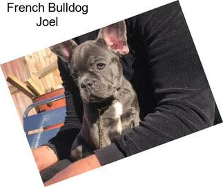 French Bulldog Joel