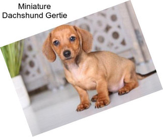 Miniature Dachshund Gertie