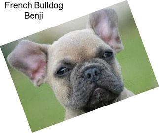 French Bulldog Benji