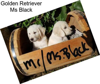 Golden Retriever Ms Black