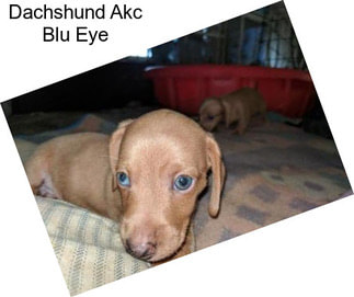 Dachshund Akc Blu Eye