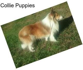 Collie Puppies