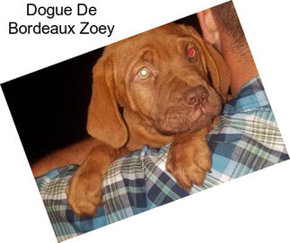 Dogue De Bordeaux Zoey