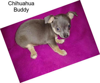 Chihuahua Buddy