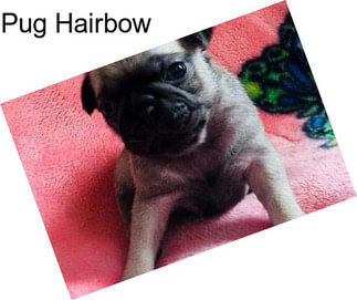 Pug Hairbow