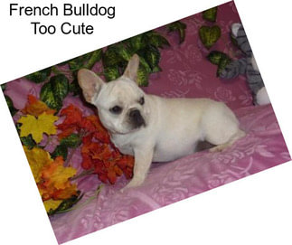 French Bulldog Too Cute