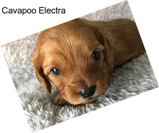 Cavapoo Electra