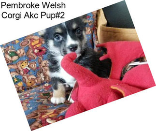 Pembroke Welsh Corgi Akc Pup#2