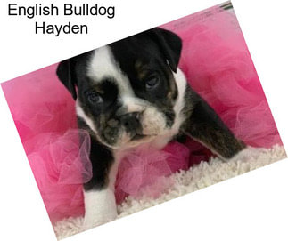English Bulldog Hayden