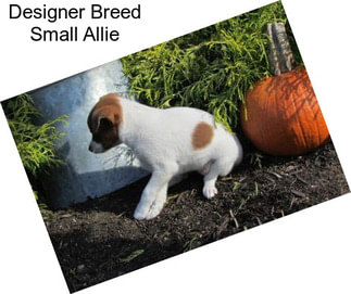 Designer Breed Small Allie
