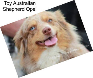 Toy Australian Shepherd Opal