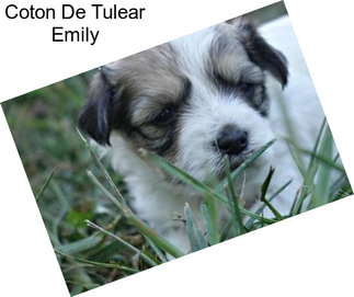 Coton De Tulear Emily