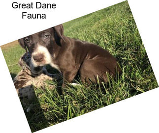 Great Dane Fauna