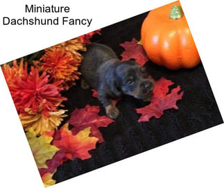 Miniature Dachshund Fancy