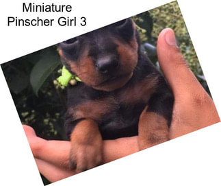 Miniature Pinscher Girl 3