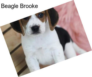 Beagle Brooke