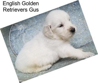 English Golden Retrievers Gus
