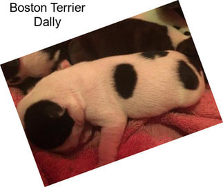 Boston Terrier Dally