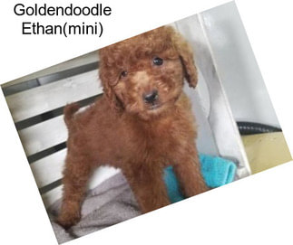Goldendoodle Ethan(mini)