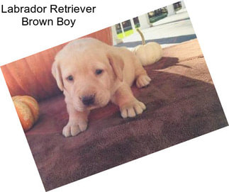 Labrador Retriever Brown Boy