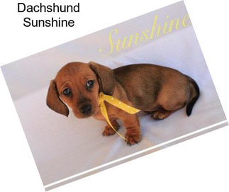 Dachshund Sunshine