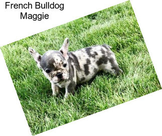 French Bulldog Maggie