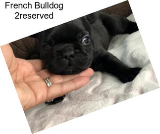 French Bulldog 2reserved