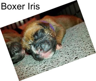 Boxer Iris