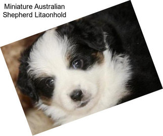 Miniature Australian Shepherd Litaonhold