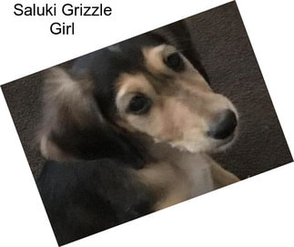 Saluki Grizzle Girl