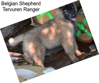 Belgian Shepherd Tervuren Ranger