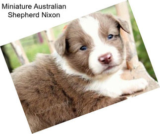 Miniature Australian Shepherd Nixon