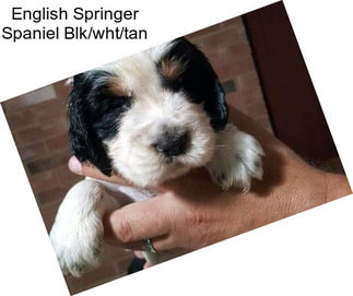 English Springer Spaniel Blk/wht/tan