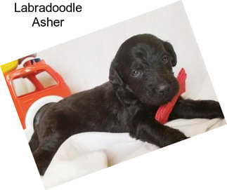 Labradoodle Asher