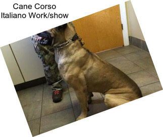 Cane Corso Italiano Work/show