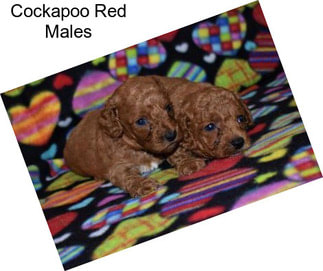 Cockapoo Red Males