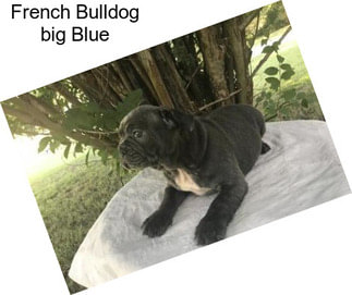 French Bulldog \