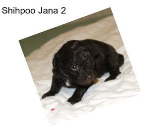 Shihpoo Jana 2