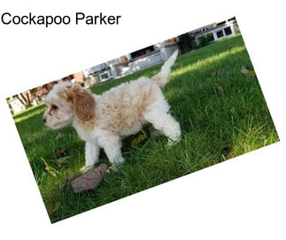 Cockapoo Parker
