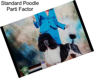 Standard Poodle Parti Factor