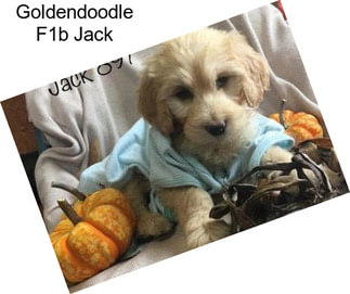 Goldendoodle F1b Jack