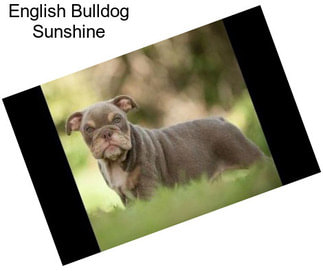 English Bulldog Sunshine