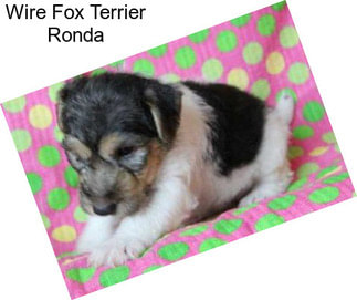 Wire Fox Terrier Ronda