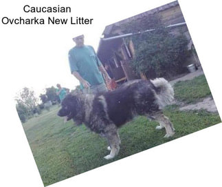 Caucasian Ovcharka New Litter