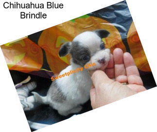 Chihuahua Blue Brindle