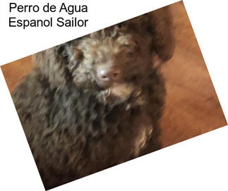 Perro de Agua Espanol Sailor