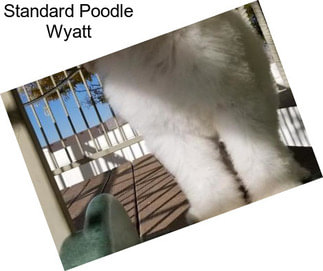 Standard Poodle Wyatt
