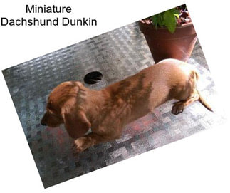 Miniature Dachshund Dunkin